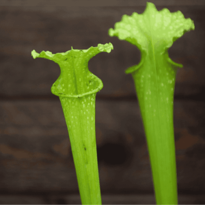Sarracenia x moorei Anthocyanin Free, All Green Form