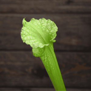 Sarracenia x moorei Anthocyanin Free, All Green Form
