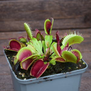 Dionaea muscipula