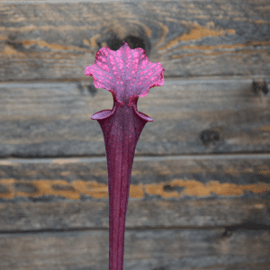 Sarracenia flava red form