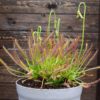 Drosera capensis