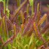 Drosera capensis – Image 2