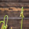 Drosera capensis – Image 3