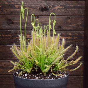 Graines Drosera capensis 'alba' (~90 graines) - Récolte 2024