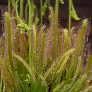 Graines Drosera capensis 'alba' - Récolte 2025
