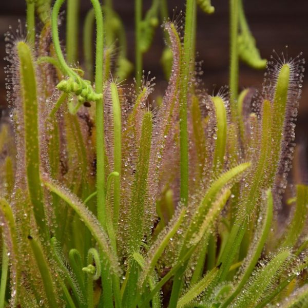 Graines Drosera capensis 'alba' - Récolte 2025