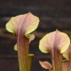 Sarracenia ‘Tygo’ – Image 2