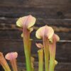 Sarracenia ‘Tygo’ – Image 4