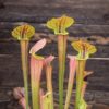 Sarracenia ‘Tygo’