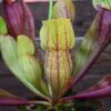 Sarracenia ‘Dracula’ – Image 3