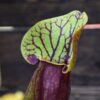 Sarracenia-'Dracula'-plante-carnivore