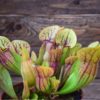 Sarracenia 'Dracula' plante-carnivore