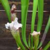 Sarracenia-'Bella'-plante-carnivore