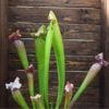 Sarracenia-'Bella'-plante-carnivore