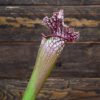Sarracenia-'Bella'-plante-carnivore