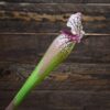 Sarracenia-'Bella'-plante-carnivore