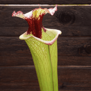Sarracenia x moorei 'Leah Wilkerson'