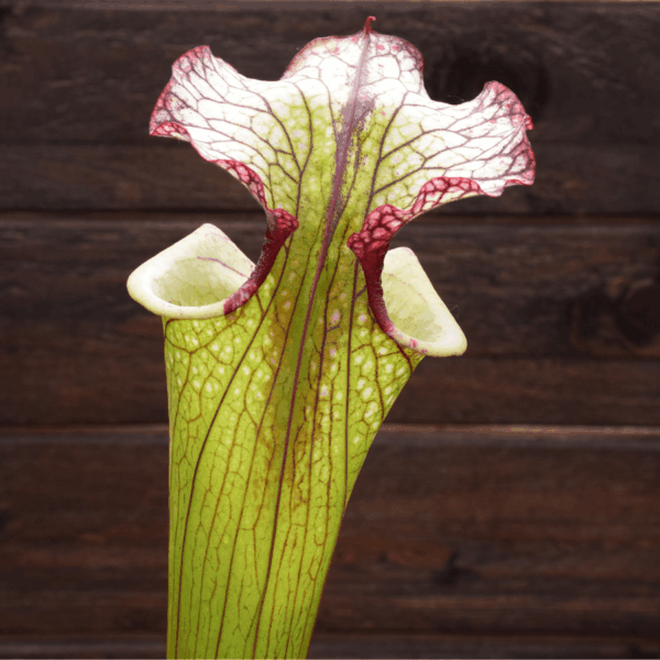Sarracenia x moorei 'Leah Wilkerson'