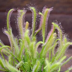 Drosera capensis 'alba' plante carnivore