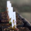 étiquette-blanche-plante-carnivore-dionée-sarracenia-drosera-nepenthes-pinguicula-étiquettes-à-planter