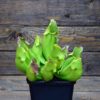 Sarracenia purpurea heterophylla