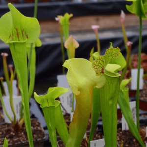 Sarracenia 'Goldie' x purpurea heterophylla