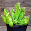 Sarracenia purpurea heterophylla