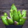 Sarracenia purpurea heterophylla