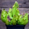 Sarracenia purpurea heterophylla