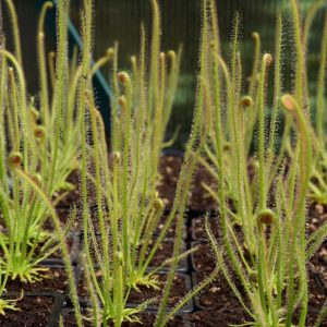 drosera-filiformis-plante-carnivore