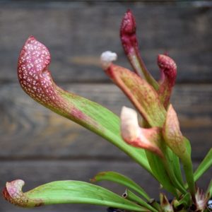 Sarracenia 'Scarlet Belle'-plante-carnivore