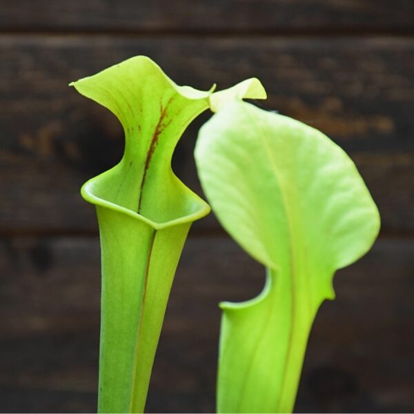 Sarracenia flava - plante carnivore