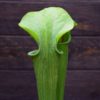 Sarracenia oreophila - plante carnivore
