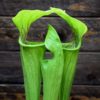 Sarracenia oreophila - plante carnivore