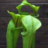 Sarracenia oreophila - plante carnivore