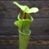 Sarracenia oreophila - plante carnivore