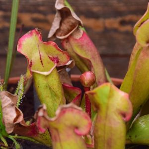 Sarracenia purpurea 'Sorrow'