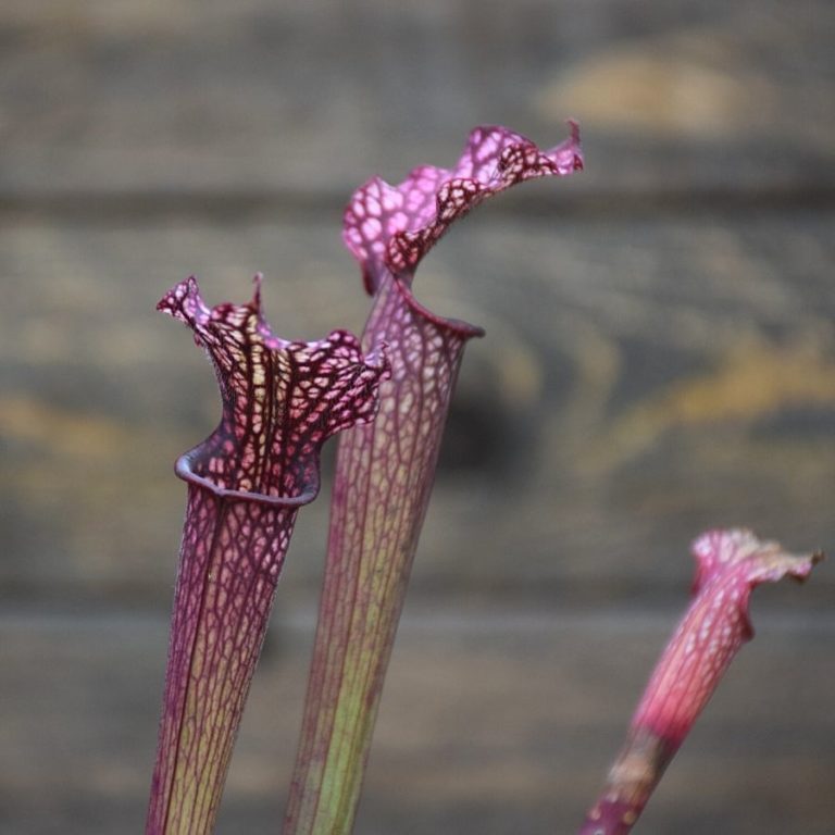 Plante Carnivore Dangereuse Pour L Homme Sarracenia leucophylla 'Dark red' - achat plante carnivore