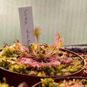 drosera rotundifolia
