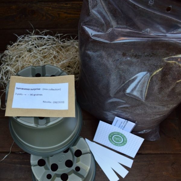 kit de germination - sarracenia - plante carnivore