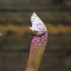 sarracenia-pink-thing-plante-carnivore