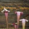 sarracenia 'Pink thing' plante carnivore