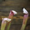 sarracenia-pink-thing-plante-carnivore