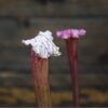 sarracenia-pink-thing-plante-carnivore