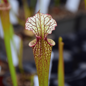 Sarracenia x moorei 'Leah Wilkerson'