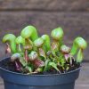 Darlingtonia californica-plante carnivore