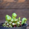Darlingtonia californica-plante carnivore