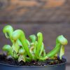 Darlingtonia californica-plante carnivore