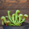Darlingtonia californica-plante carnivore