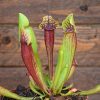 Sarracenia mitchelliana x catesbaei